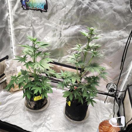 BPPRF3 upgrade and LCC