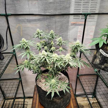 Cherry pie/ Canadian Breeder