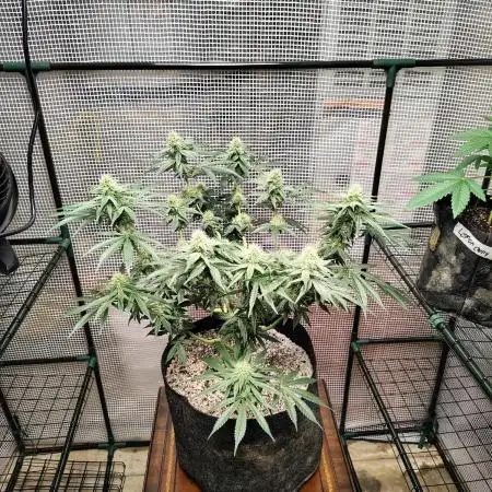 Cherry pie/ Canadian Breeder