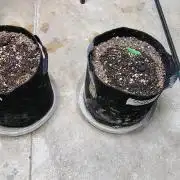 Guava and Cherry cola RF3 upgrades