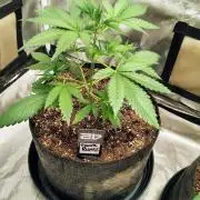 Fastbuds Champions line