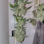 Fastbuds Indicas!
