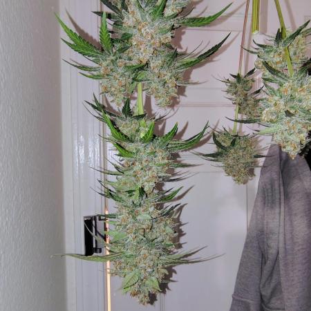 Fastbuds Indicas!