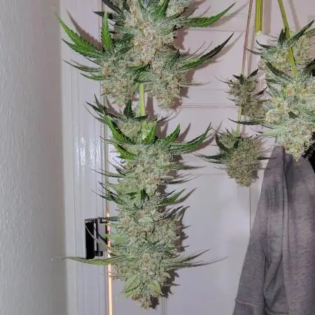 Fastbuds Indicas!