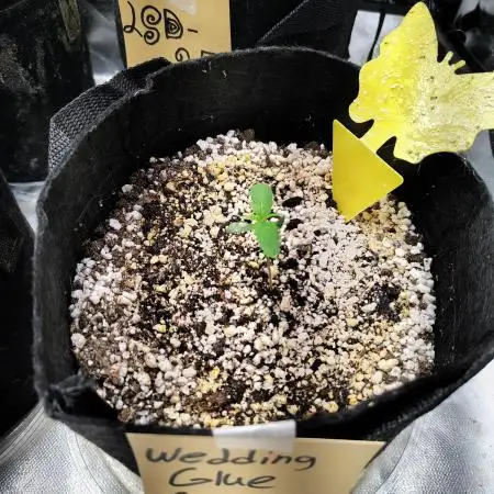 Fastbuds Indicas!