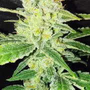 Fastbuds Champions line