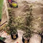 Fastbuds Indicas!
