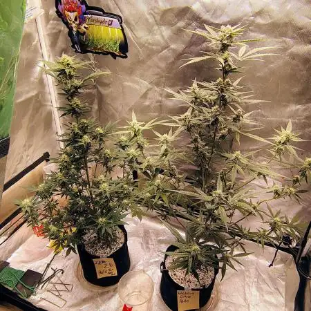 Fastbuds Indicas!