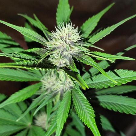 BPPRF3 upgrade and LCC