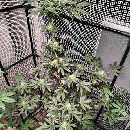 FASTBUDS NEW PHOTOPERIODS