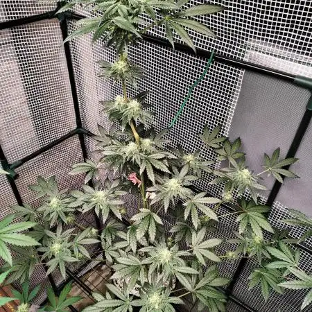 FASTBUDS NEW PHOTOPERIODS