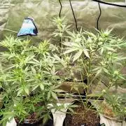 Fastbuds Champions line