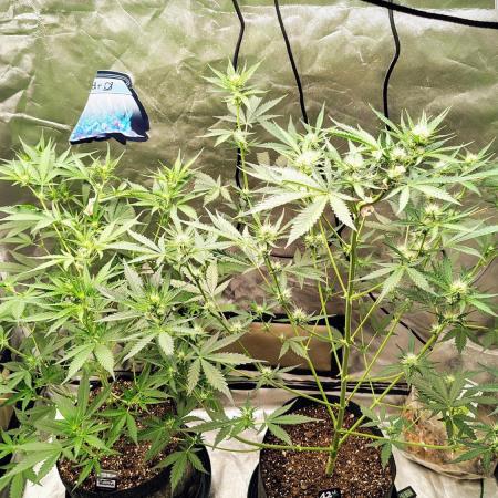 Fastbuds Champions line