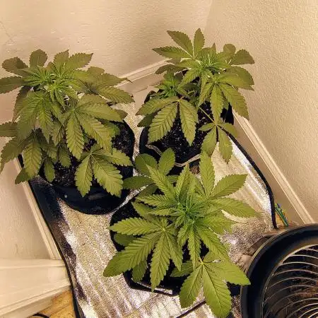 FASTBUDS NEW PHOTOPERIODS
