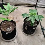 Guava and Cherry cola RF3 upgrades