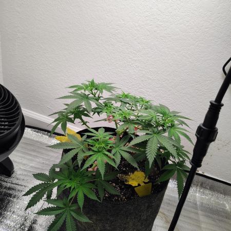 Cherry pie/ Canadian Breeder
