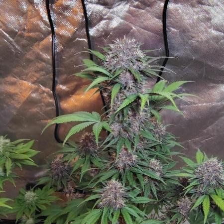 BPPRF3 upgrade and LCC