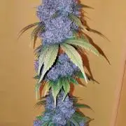 Banana purple punch RF3 & LCC