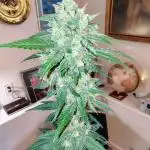 Fastbuds Indicas!
