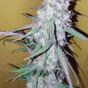 Fastbuds Champions line