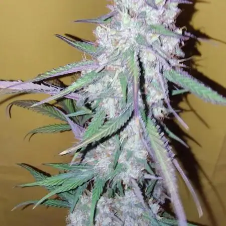 Fastbuds Champions line