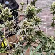 Guava and Cherry cola RF3 upgrades