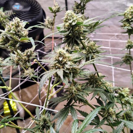 Guava and Cherry cola RF3 upgrades
