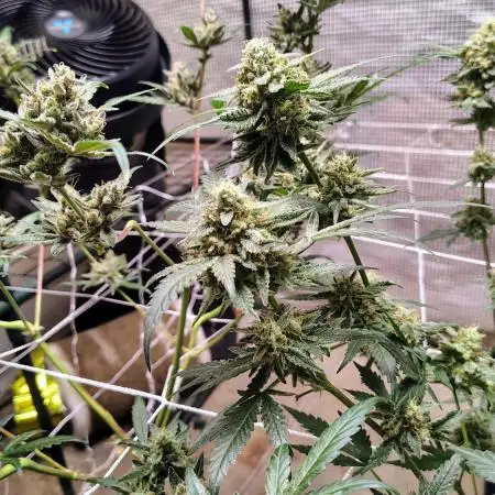 Guava and Cherry cola RF3 upgrades