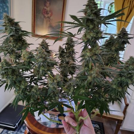 Cherry pie/ Canadian Breeder