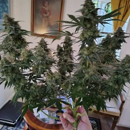Cherry pie/ Canadian Breeder