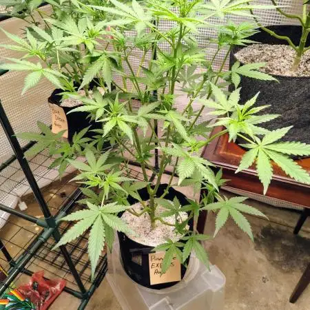 Fastbuds Indicas!