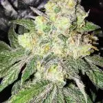 FASTBUDS NEW PHOTOPERIODS