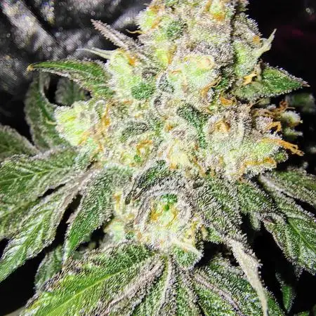 FASTBUDS NEW PHOTOPERIODS