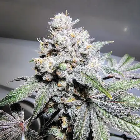 FASTBUDS NEW PHOTOPERIODS