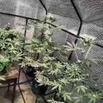 FASTBUDS NEW PHOTOPERIODS