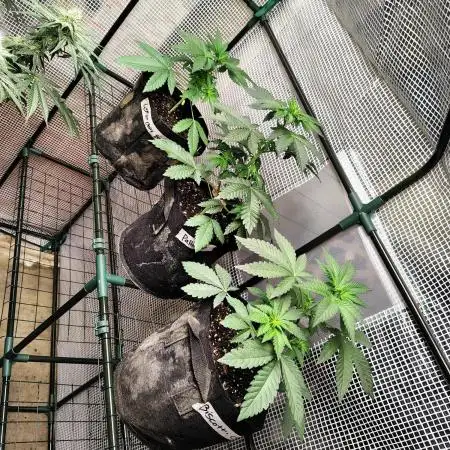 FASTBUDS NEW PHOTOPERIODS
