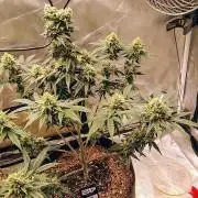 GG4 SHERBET