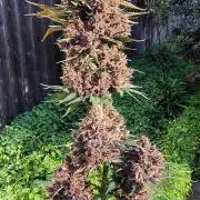 BPPRF3 upgrade and LCC