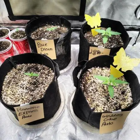 Fastbuds Indicas!