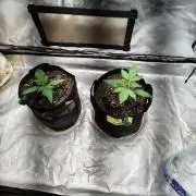 BPPRF3 upgrade and LCC