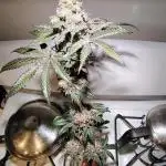 FASTBUDS NEW PHOTOPERIODS