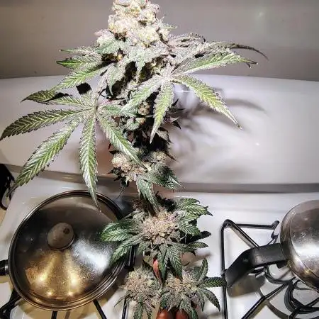 FASTBUDS NEW PHOTOPERIODS