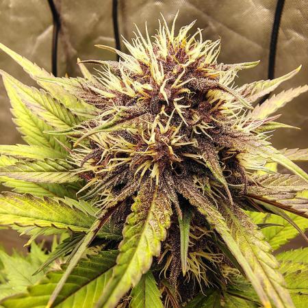 BPPRF3 upgrade and LCC