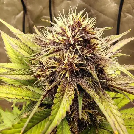 BPPRF3 upgrade and LCC