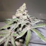 FASTBUDS NEW PHOTOPERIODS