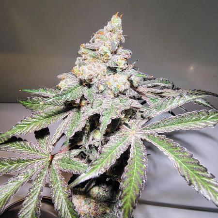 FASTBUDS NEW PHOTOPERIODS