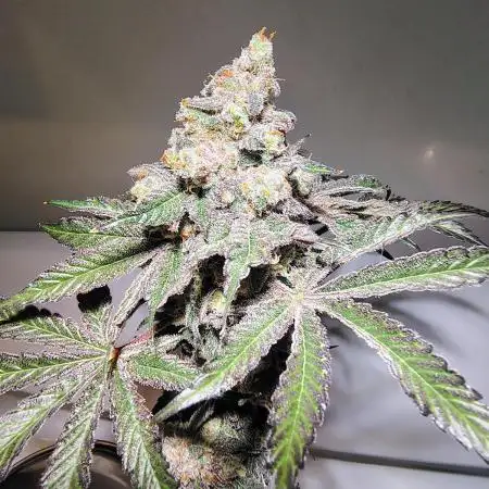 FASTBUDS NEW PHOTOPERIODS