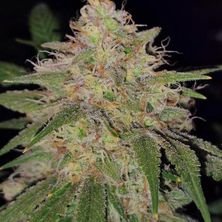 Fastbuds Champions line