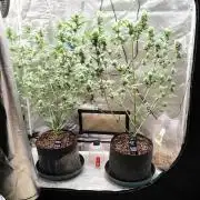 Fastbuds Champions line