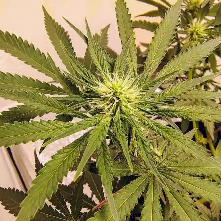 Cherry pie/ Canadian Breeder